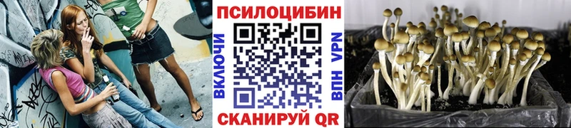 Псилоцибиновые грибы Psilocybine cubensis  Новозыбков 